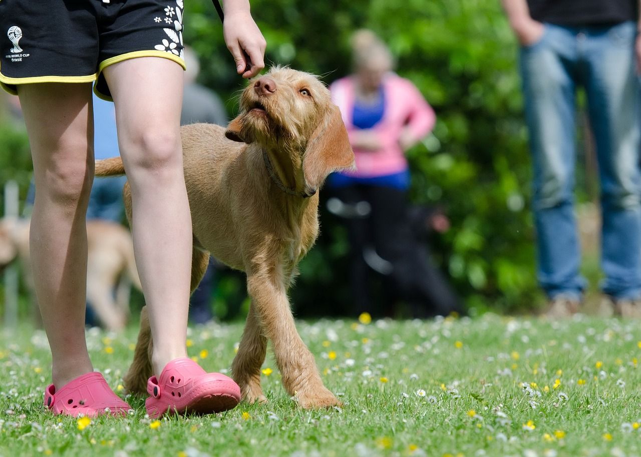 entdecken sie die besten tipps und techniken für das hundetraining. verbessern sie das verhalten ihres hundes und stärken sie die bindung zu ihrem vierbeinigen freund.