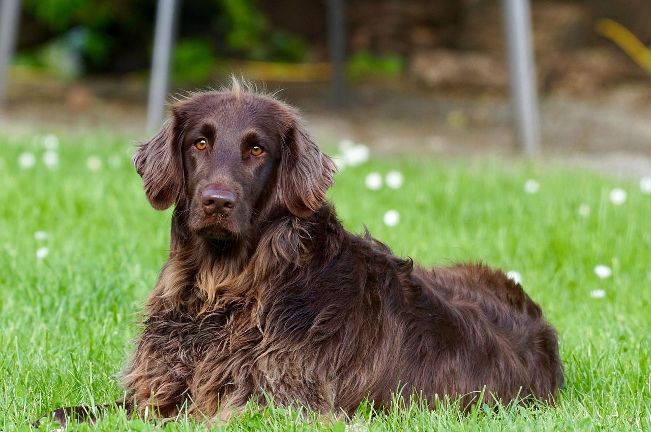 erfahren sie alles über die optimale ernährung für hunde. entdecken sie tipps, empfehlungen und nahrungsmittel, die das wohlbefinden und die gesundheit ihres vierbeinigen freundes fördern.