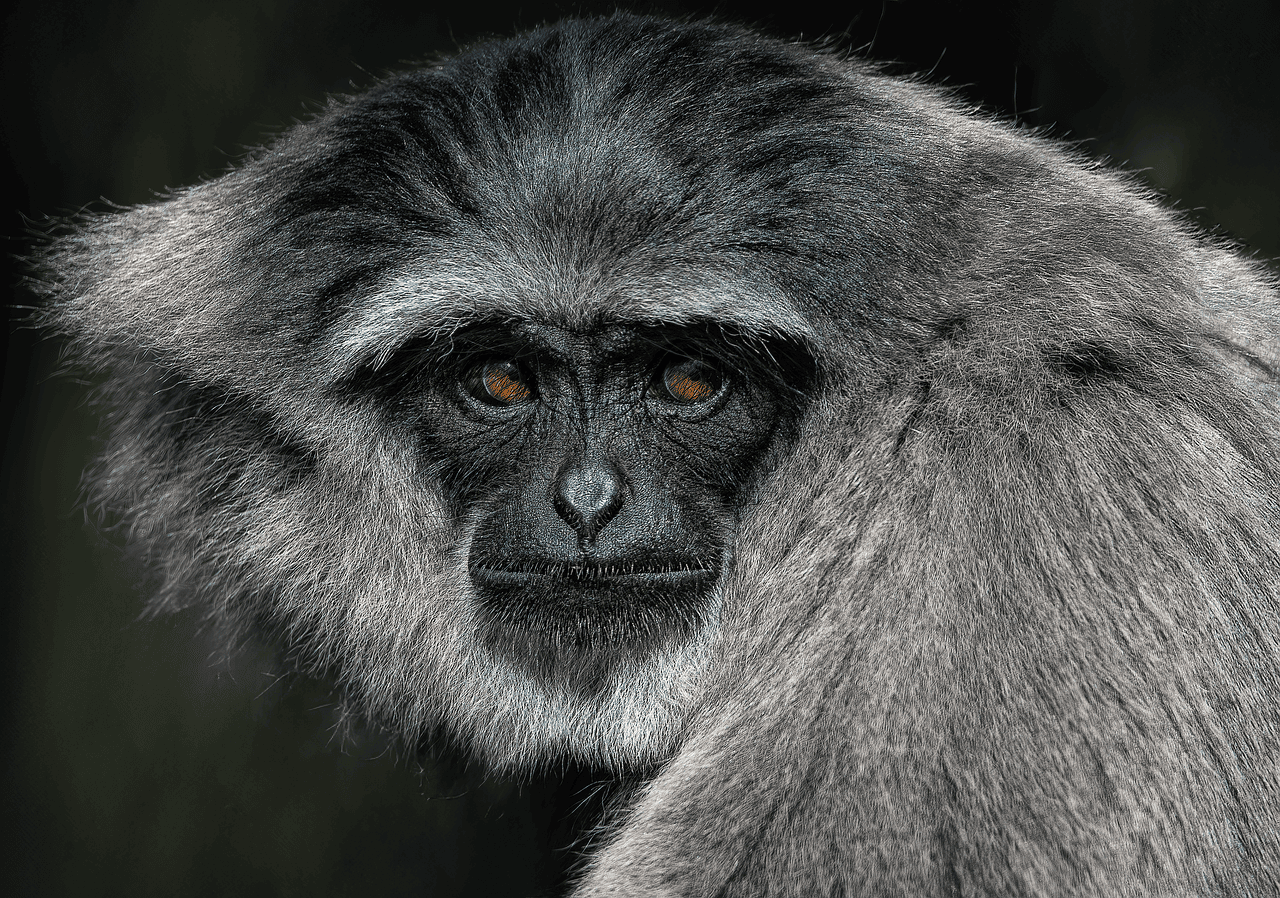 entdecken sie die faszinierende welt des tierverhaltens. erfahren sie, wie tiere kommunizieren, interagieren und sich an ihre umgebung anpassen. tauchen sie ein in die psychologie und sozialstrukturen verschiedener tierarten.