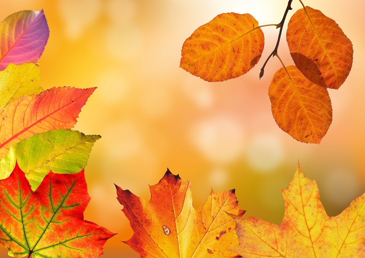 entdecken sie die neuesten herbsttrends und lässt sich von den farben, texturen und styles der saison inspirieren. holen sie sich tipps zur modebewussten gestaltung ihres looks in dieser herrlichen jahreszeit.
