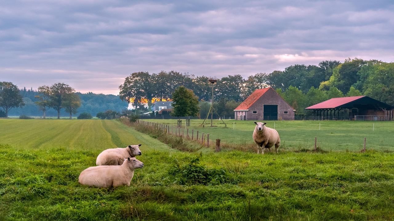 tierhaltung bezieht sich auf die kunst und wissenschaft der zucht und pflege von tieren für landwirtschaftliche zwecke. entdecken sie die besten praktiken, um das wohlbefinden ihrer tiere zu gewährleisten und gleichzeitig produktive ergebnisse zu erzielen.