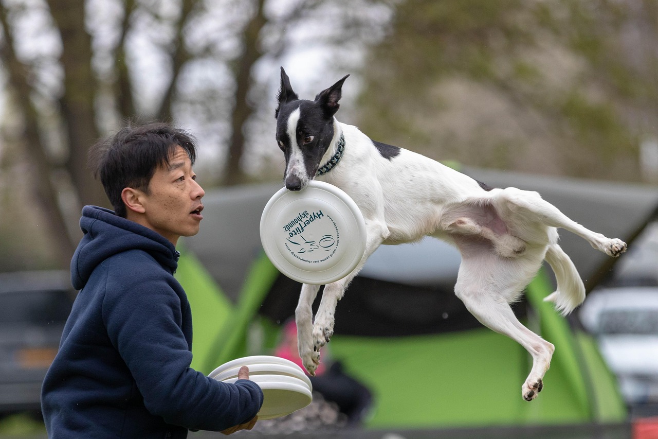 entdecken sie die faszinierende welt des hundesports! von agility bis flyball - erfahren sie, wie aktive hunde durch spannende wettbewerbe gefördert werden. erleben sie die freude und das training mit ihrem vierbeinigen freund.