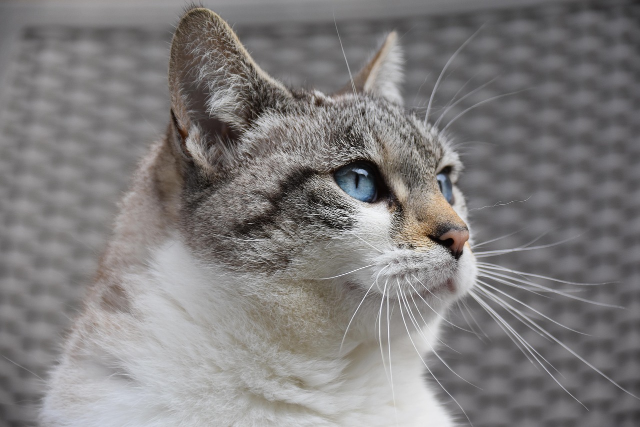 Katzenpflege: Tipps und Tricks für eine gesunde und glückliche Katze