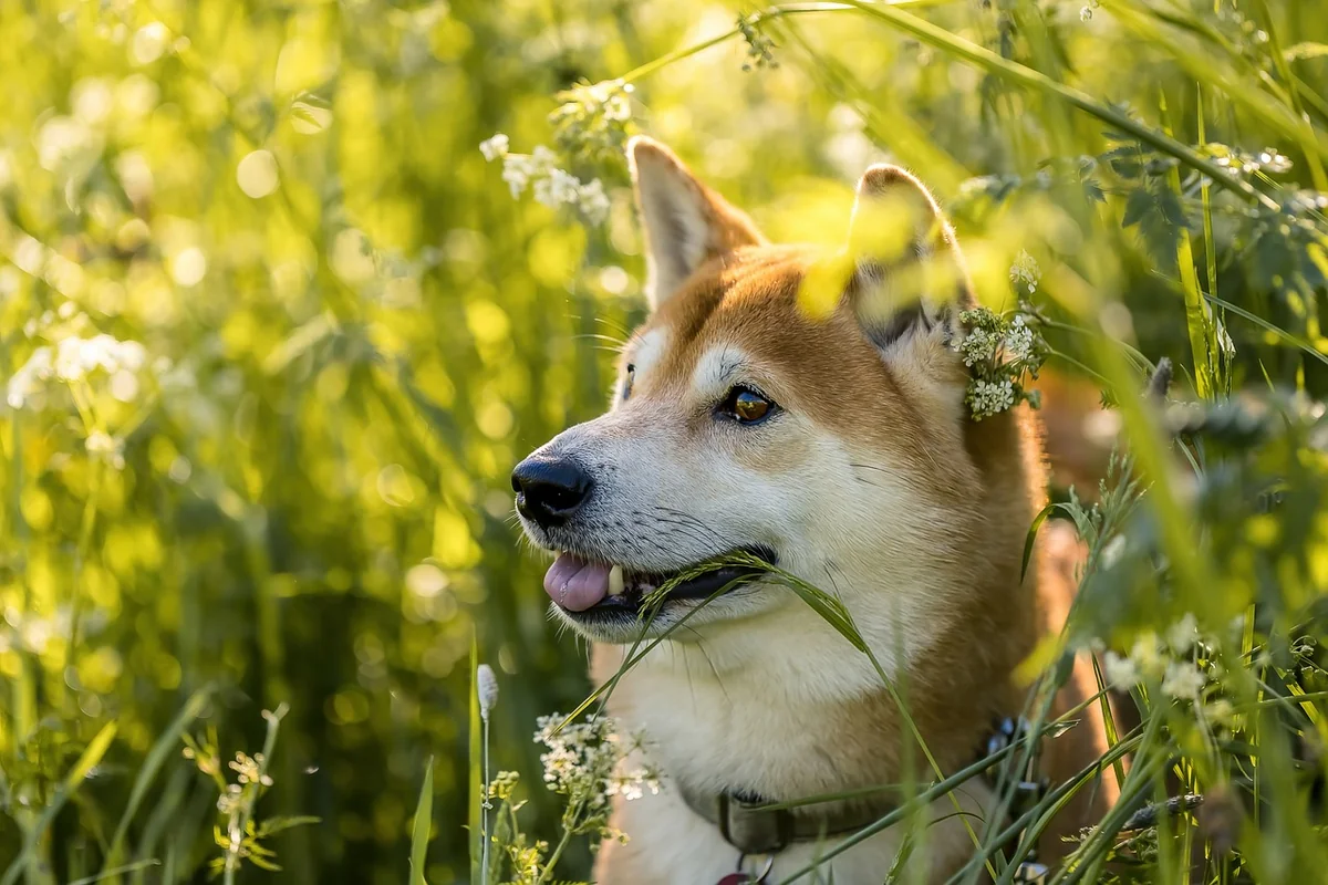 Japanische Hunderassen klein: Shiba Inu und Japanischer Chin