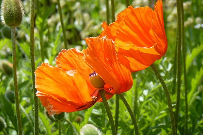 Rote Blüte, Blut und Erinnerung: Der Mohn im Krieg