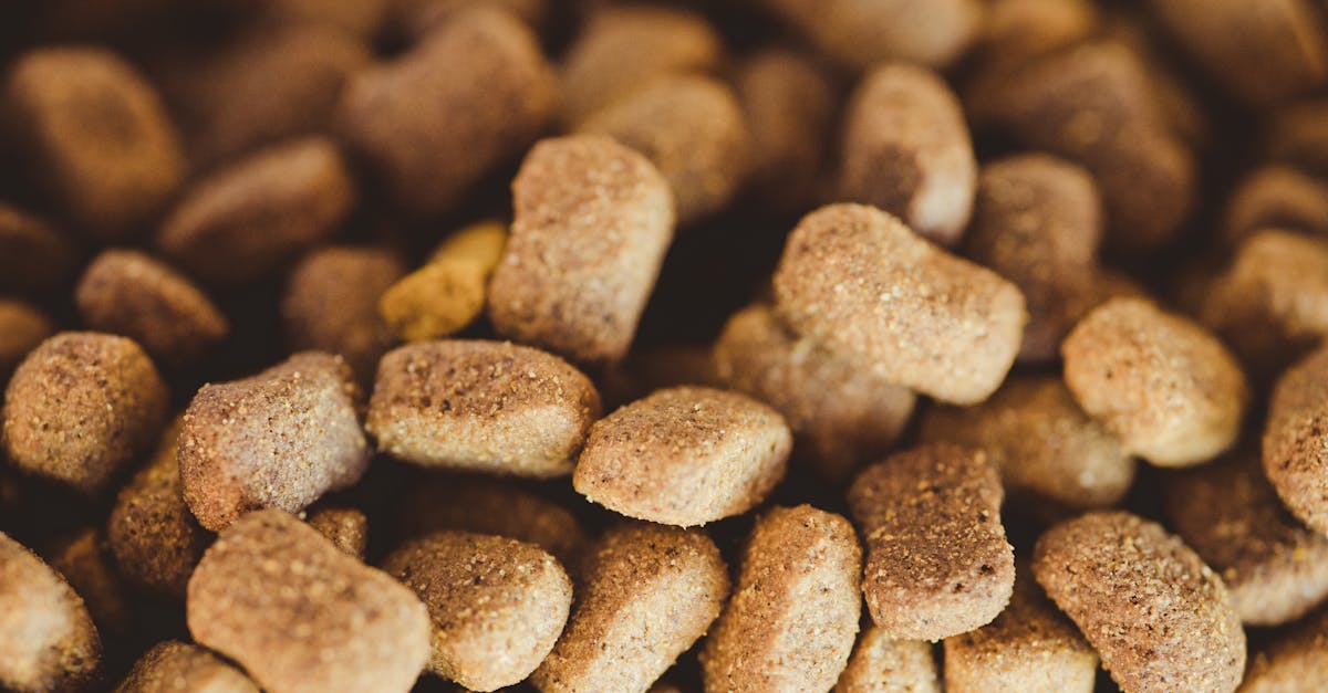 Haustierbedarf: Wichtige Produkte für das Wohlbefinden Ihrer Tiere