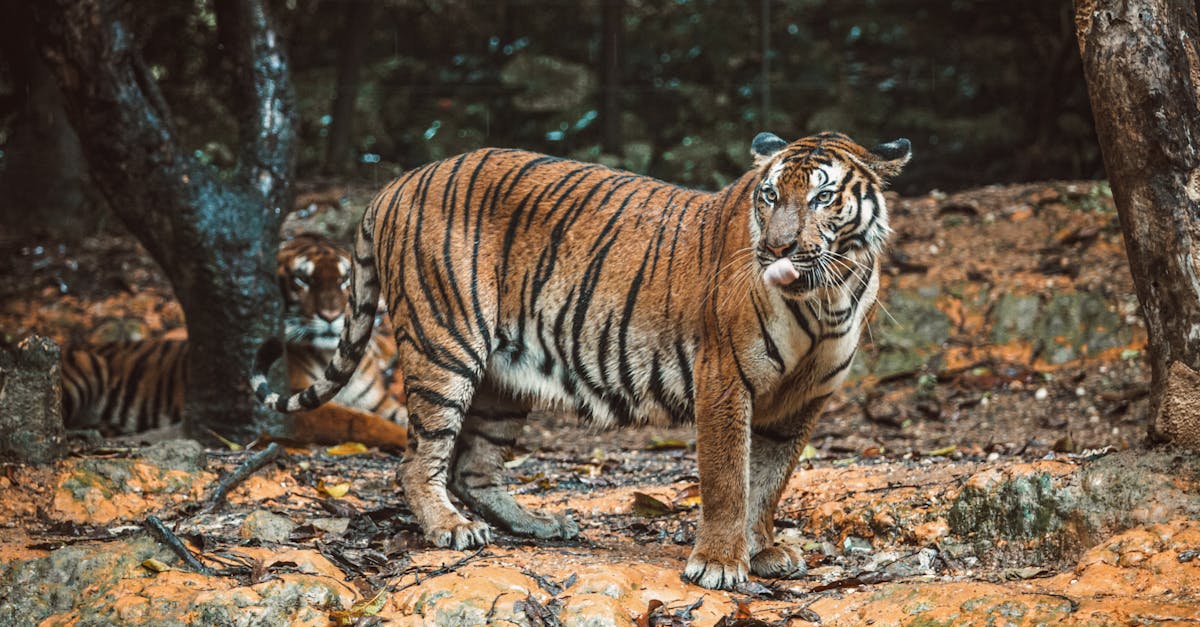 Wie bereichert die Freude am Katzenleben unseren Alltag?