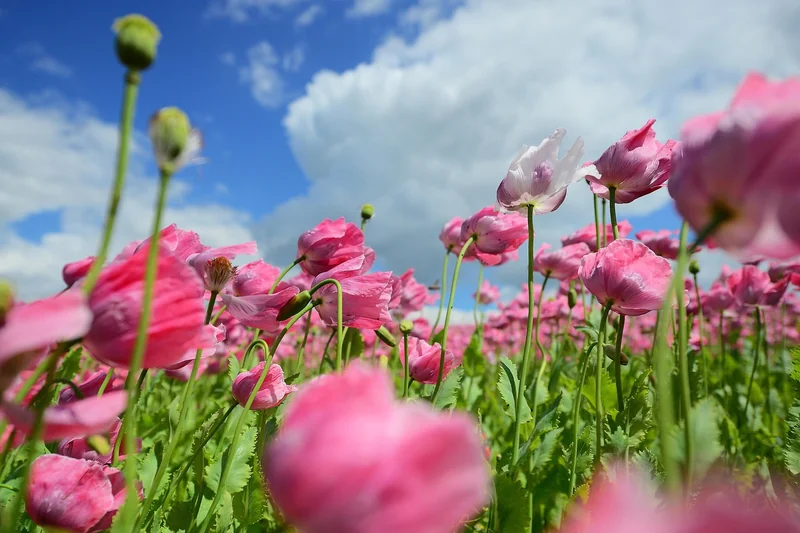 Mohn in der Kunst und Literatur: Von der Antike bis heute