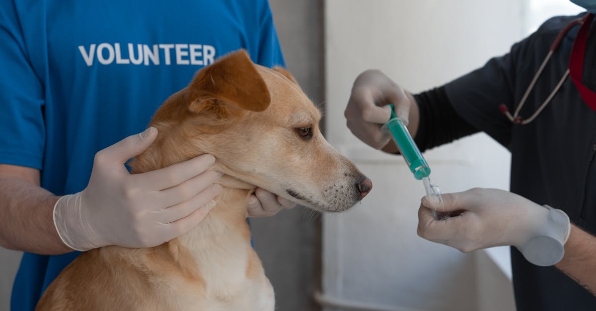 Tiermedizin: Moderne Ansätze zur Gesundheit von Haustieren