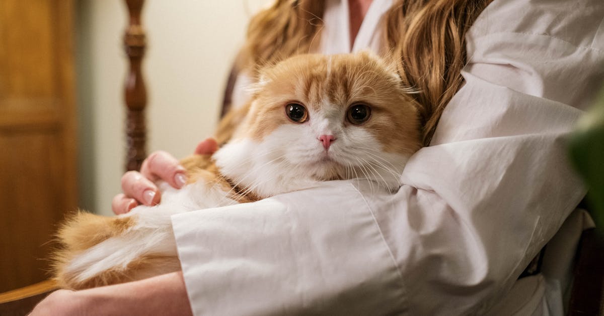 Katzenpflege: Tipps für ein glückliches und gesundes Leben