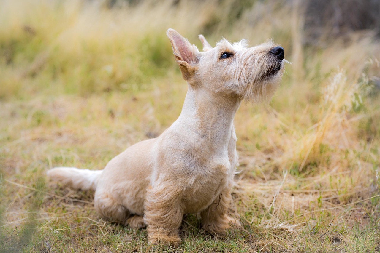 Hundeernährung: Die besten Tipps für eine ausgewogene Ernährung Ihres Hundes