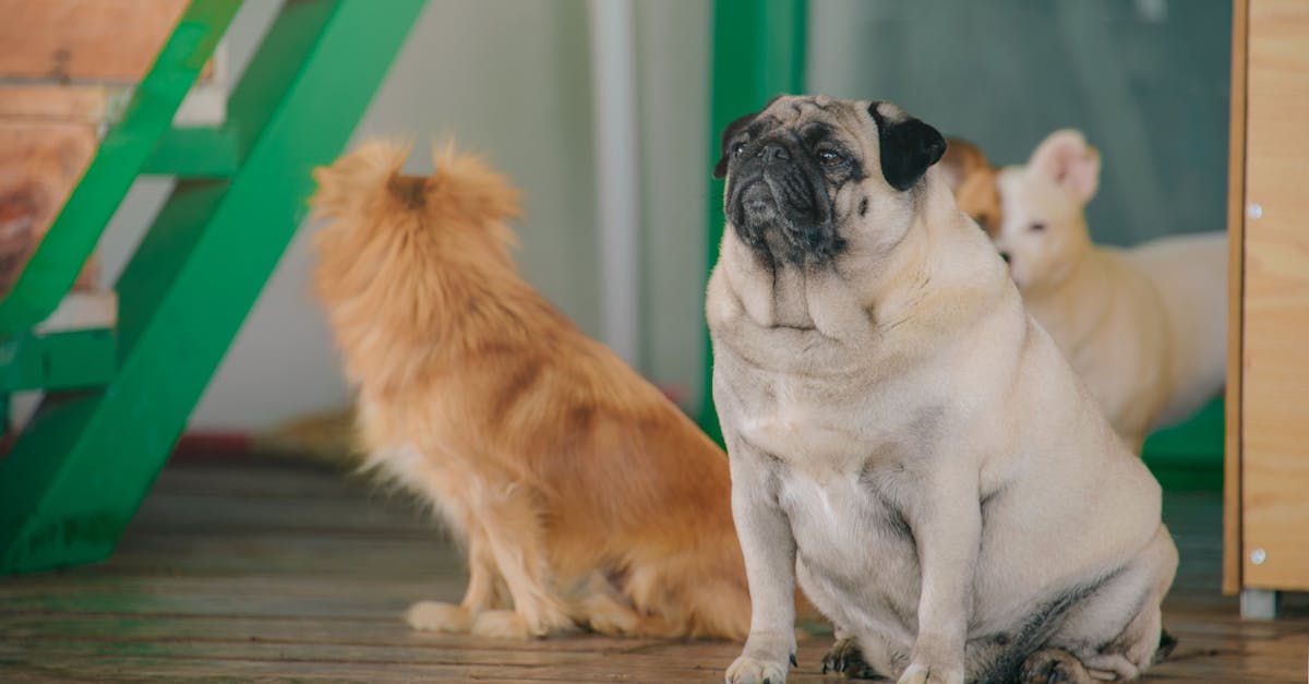 Hunde: die verschiedenen rassen und ihre eigenschaften