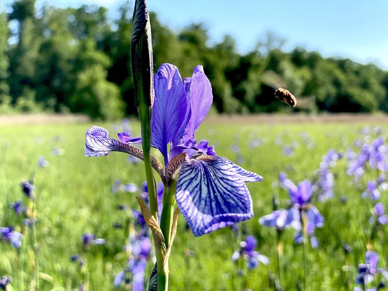 Fazit: Mehr als nur eine Blume
