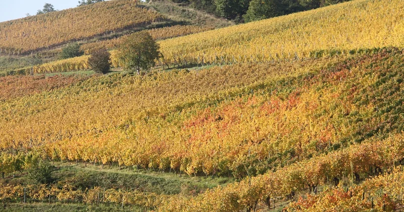 Ein kritischer Blick: Was das Weingut Kress besser machen könnte