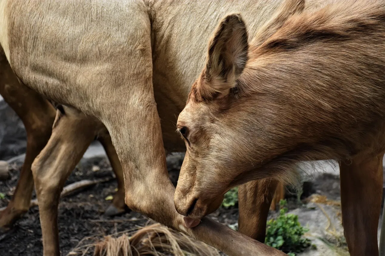 Tierverhalten: Einblicke in die geheimen Lebensweisen unserer Haustiere