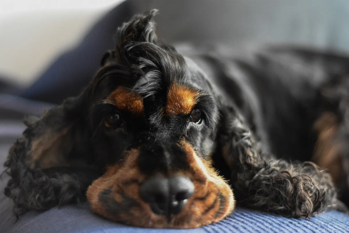 le cocker