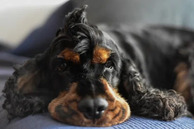 le cocker