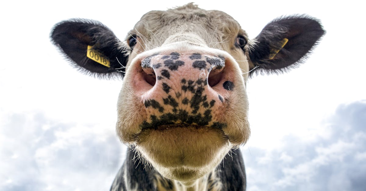 entdecken sie unsere umfassenden dienstleistungen für tiergesundheit bei unserem fachzentrum für veterinärmedizin. wir bieten erstklassige pflege und unterstützung für ihre geliebten haustiere.