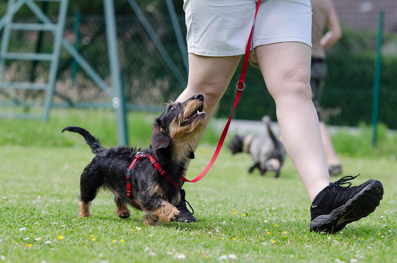 professionelles hundetraining für alle rassen und altersgruppen. verbessern sie das verhalten ihres hundes mit effektiven methoden und individueller betreuung.