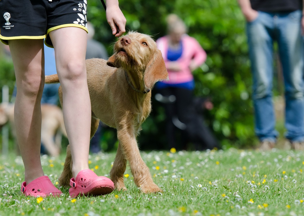 entdecken sie die besten tipps und techniken für das hundetraining. verbessern sie das verhalten ihres hundes und stärken sie die bindung zu ihrem vierbeinigen freund.