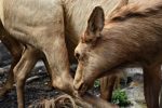 entdecken sie die faszinierende welt des tierverhaltens! erfahren sie mehr über die verhaltensweisen, sozialen interaktionen und anpassungen von tieren in ihrem natürlichen lebensraum.