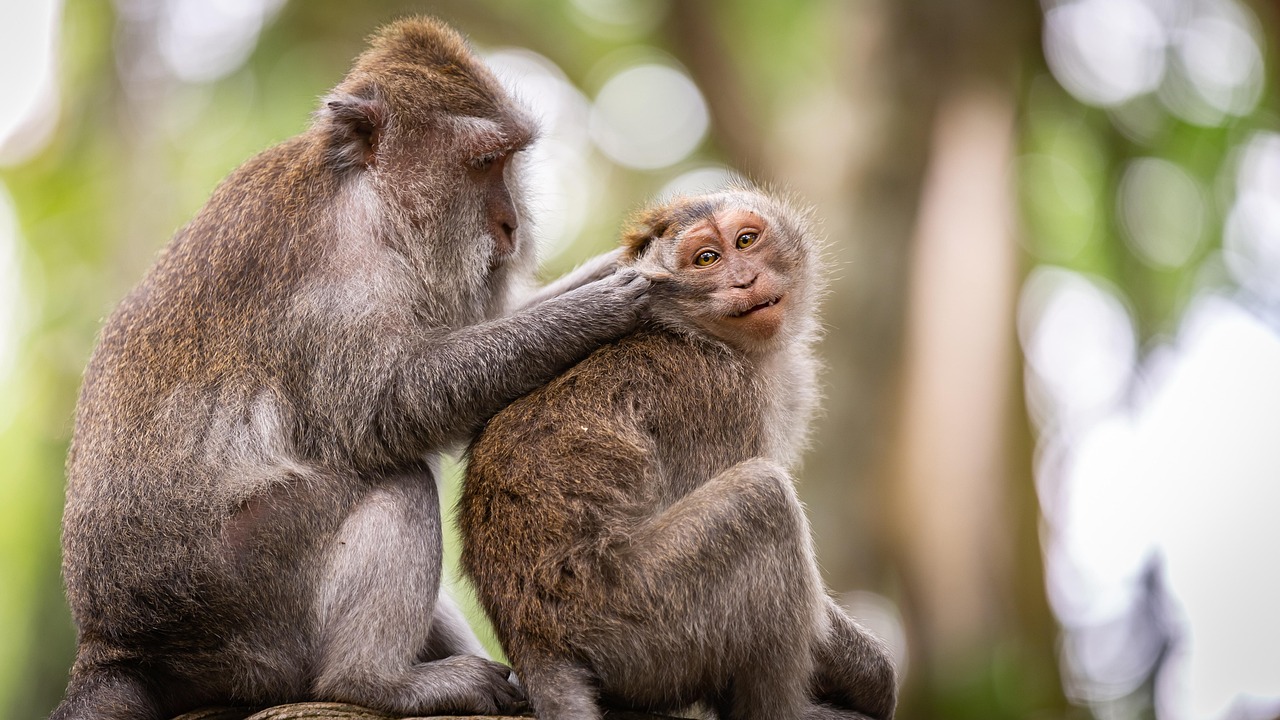 entdecken sie die faszinierende welt des tierverhaltens. erfahren sie, wie tiere kommunizieren, interagieren und sich an ihre umgebung anpassen. tauchen sie ein in die wissenschaft und die geheimnisse des verhaltens von tieren.