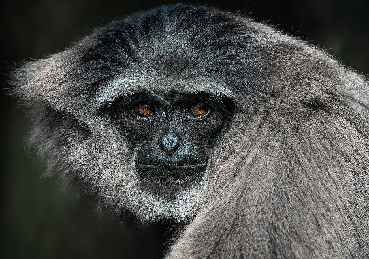 entdecken sie die faszinierende welt des tierverhaltens. erfahren sie, wie tiere kommunizieren, interagieren und sich an ihre umgebung anpassen. tauchen sie ein in die psychologie und sozialstrukturen verschiedener tierarten.