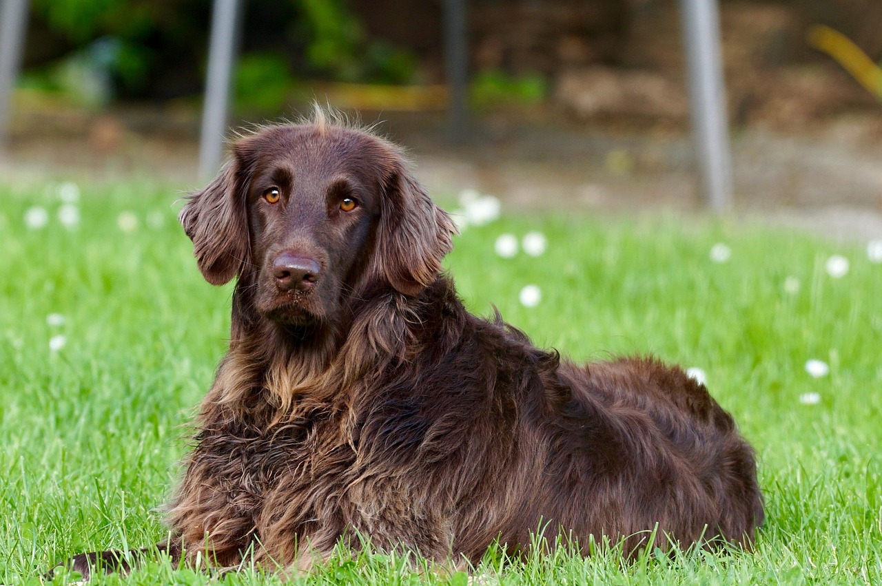 erfahren sie alles über die optimale ernährung für hunde. entdecken sie tipps, empfehlungen und nahrungsmittel, die das wohlbefinden und die gesundheit ihres vierbeinigen freundes fördern.