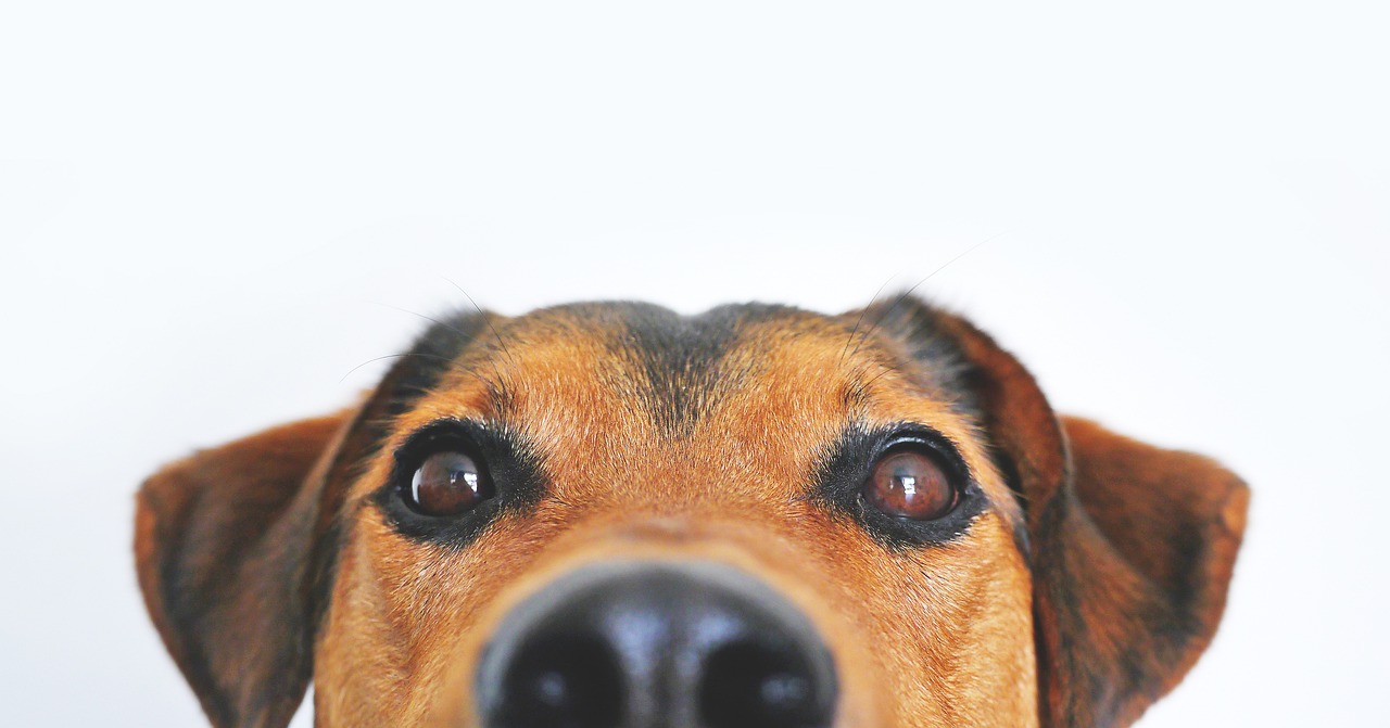entdecken sie alles über die ernährung von hunden, einschließlich der besten futtermittel, nährstoffbedarfe und tipps für eine gesunde ernährung, um das wohlbefinden ihres vierbeinigen freundes zu fördern.