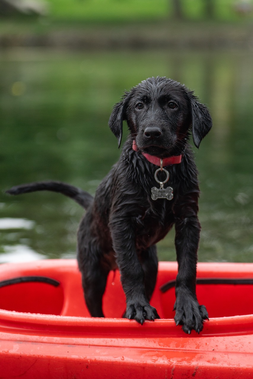 entdecken sie die besten ernährungsrichtlinien für hunde, um das wohlbefinden und die gesundheit ihres vierbeinigen freundes zu fördern. erfahren sie mehr über hochwertige zutaten, ausgewogene mahlzeiten und spezielle diäten für verschiedene rassen und lebensphasen.