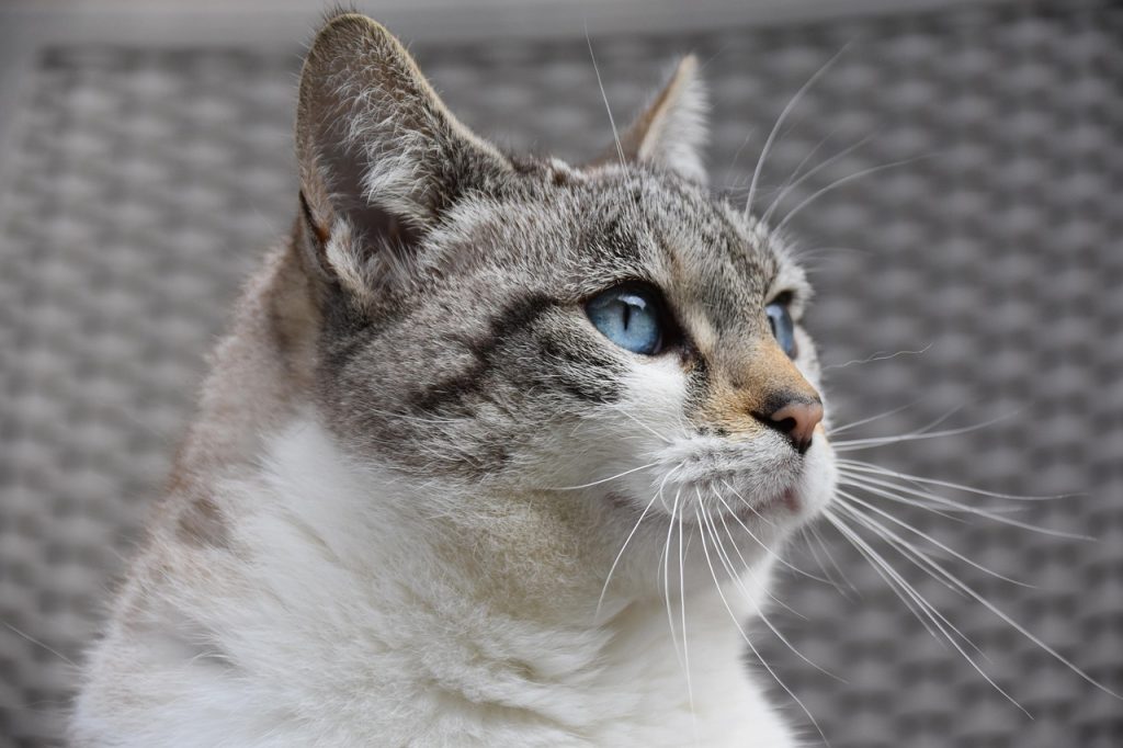 entdecken sie umfassende tipps und ratschläge zur katzenpflege, von der ernährung über die gesundheit bis hin zur spielzeit. sorgen sie dafür, dass ihre katze glücklich und gesund bleibt!