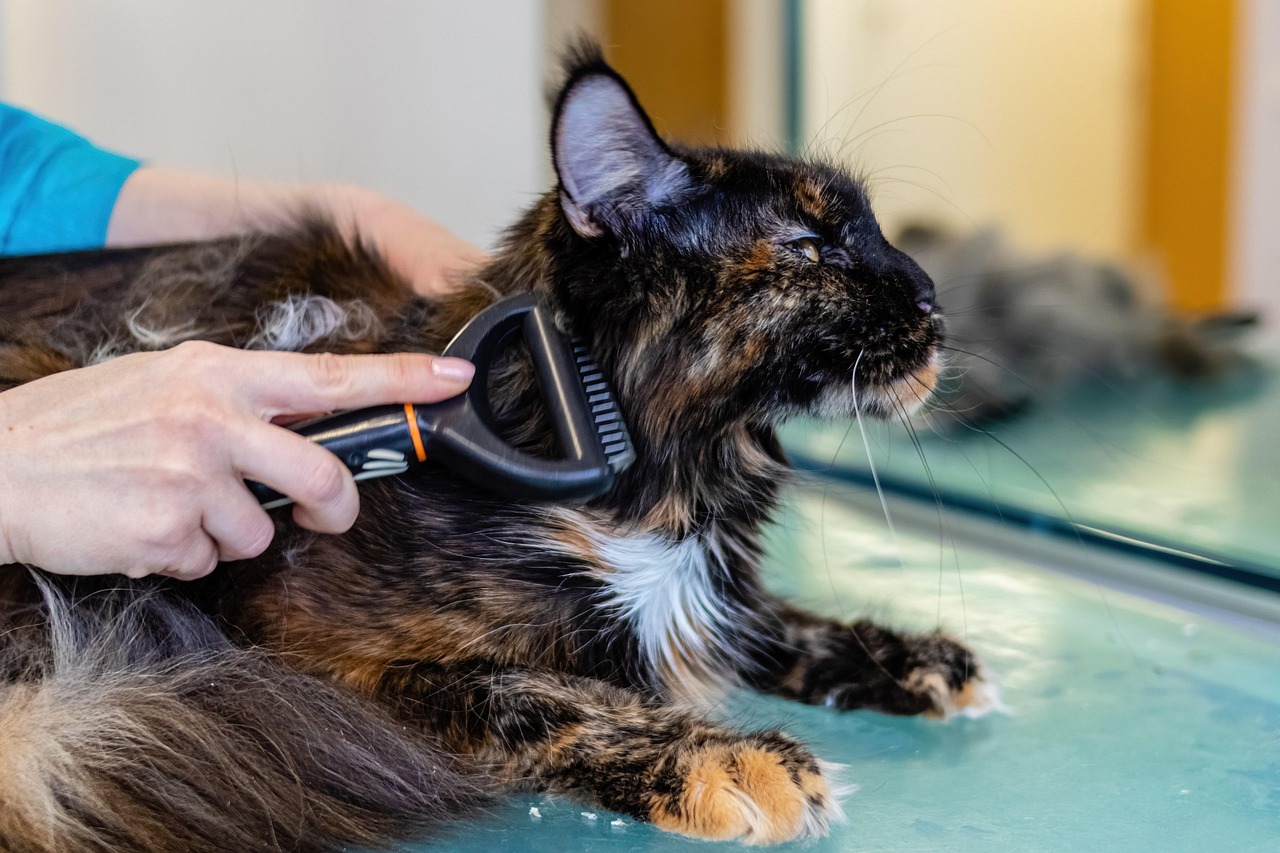 entdecken sie die besten tipps und ratschläge zur katzenpflege. von ernährung über hygiene bis hin zu verhaltensfragen - sorgen sie dafür, dass ihre katze gesund und glücklich bleibt.
