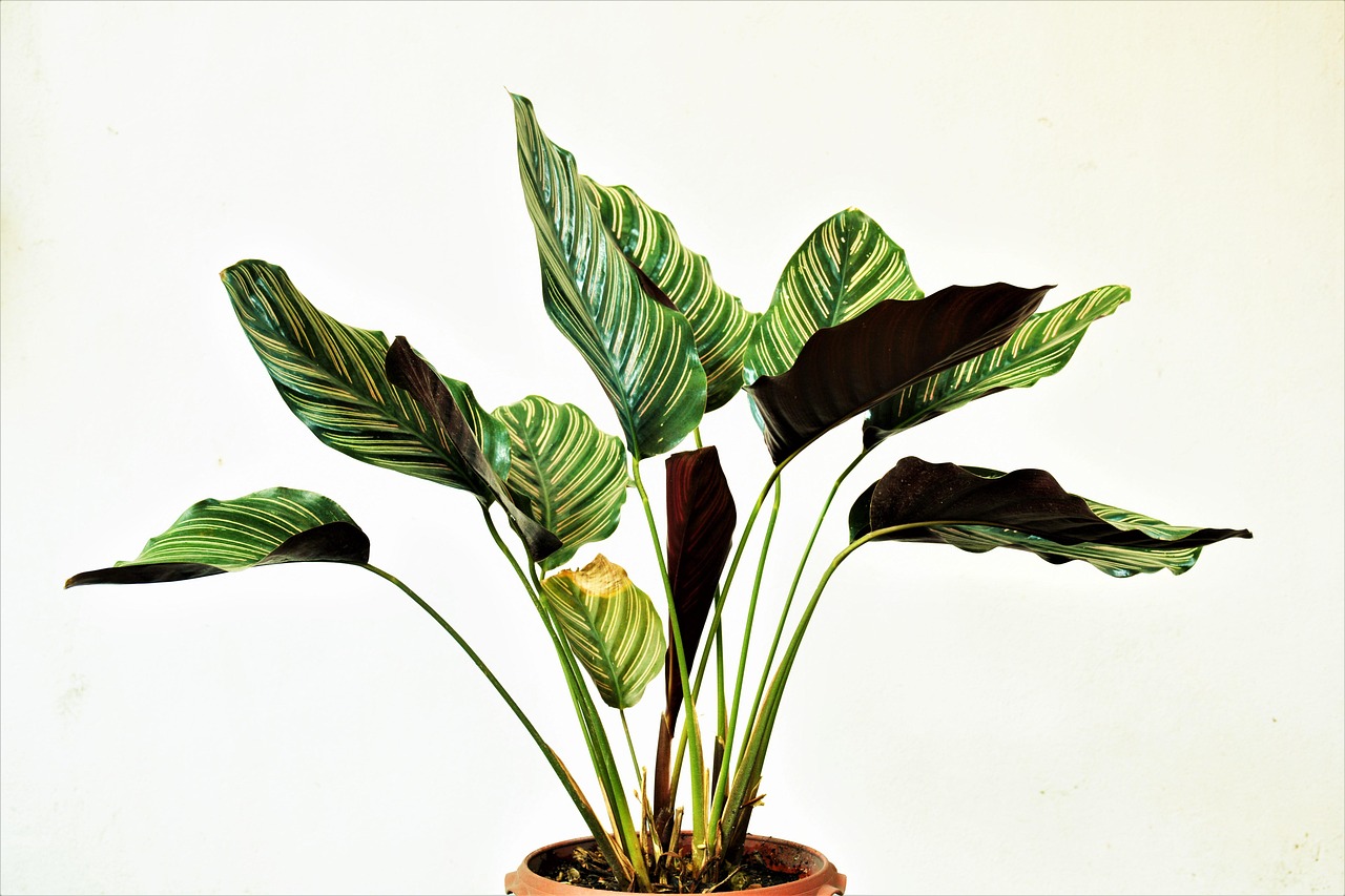 entdecken sie die welt des indoor gardenings! erfahren sie, wie sie pflanzen in ihrem zuhause erfolgreich anbauen können, mit praktischen tipps und ideen für jeden raum.