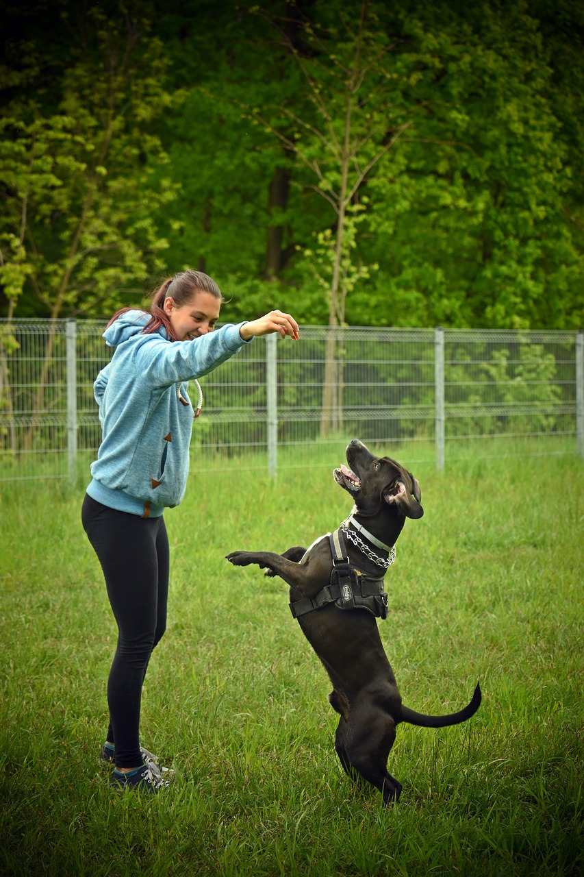 entdecken sie effektive methoden zur hundetraining und katzenverhaltenskorrektur. verbessern sie das verhalten ihres haustiers mit unseren tipps und tricks für ein harmonisches zusammenleben.