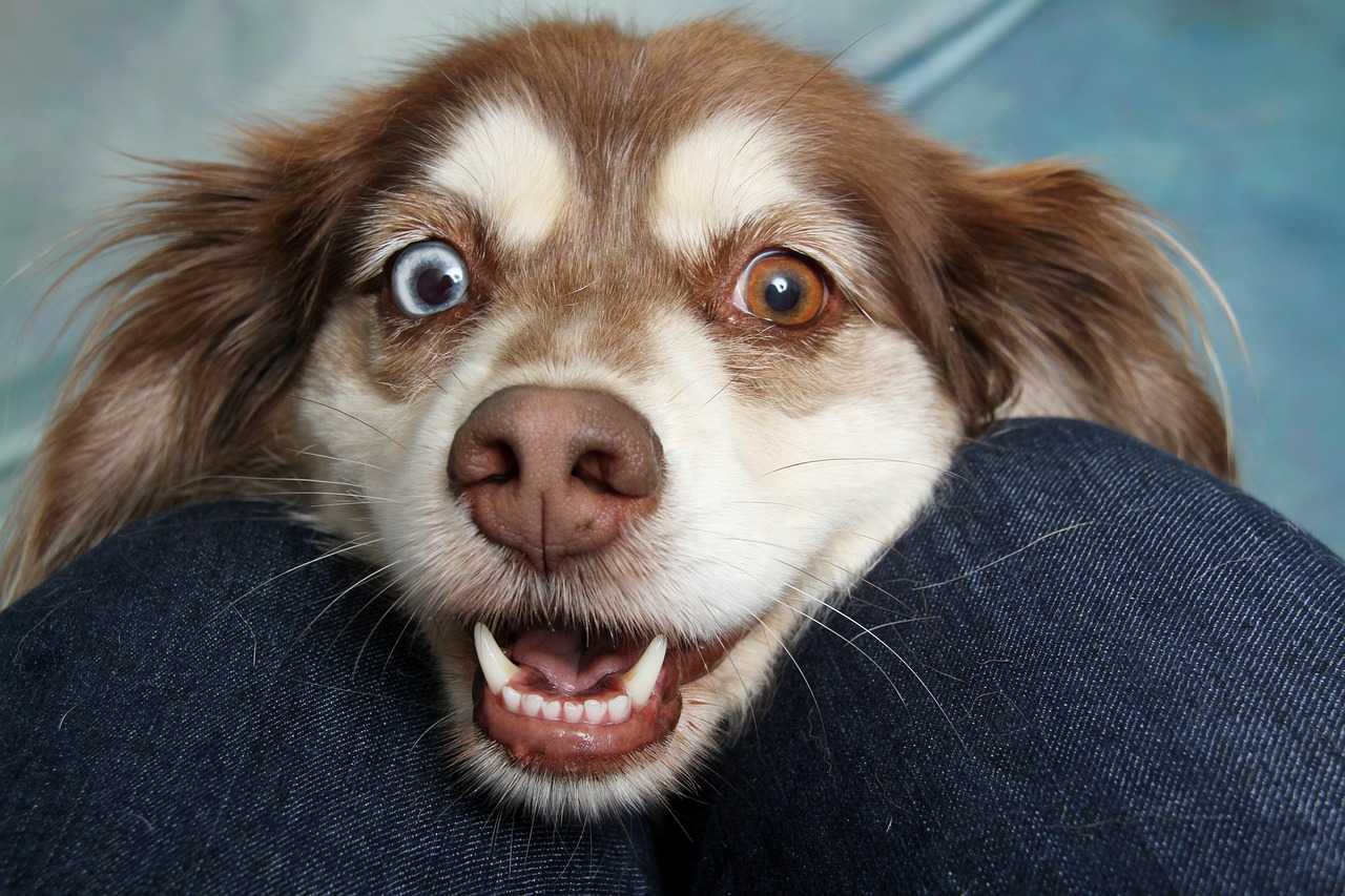 entdecken sie die wunderbare welt der tierischen begleiter. erfahren sie, wie haustiere unser leben bereichern, von treuen hunden bis zu verspielten katzen, und finden sie heraus, welche tiere am besten zu ihnen passen.