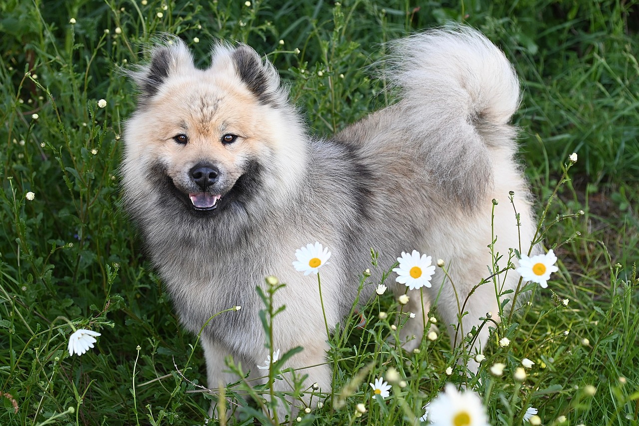 entdecken sie die faszinierende welt der tierischen begleiter! erfahren sie, wie haustiere das leben bereichern, gesellschaft leisten und emotionale unterstützung bieten. tauchen sie ein in die verschiedenen arten von tieren, die als treue freunde und liebevolle gefährten fungieren.