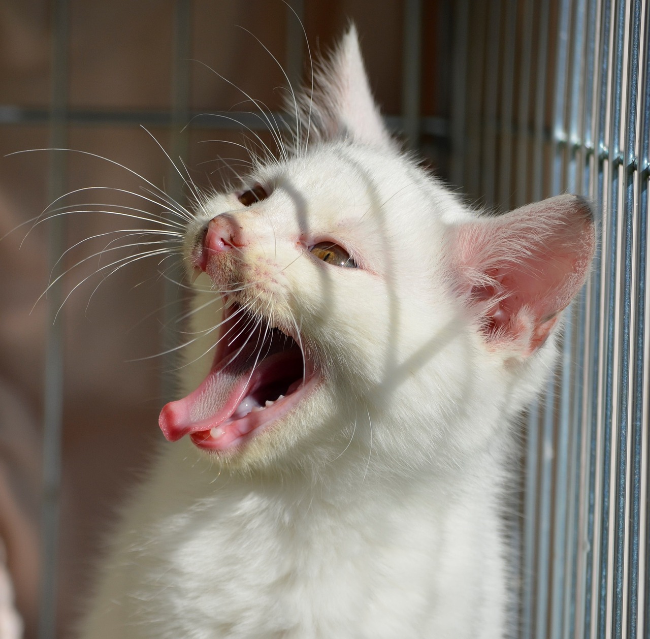 tierschutz ist ein wichtiges thema, das die rechte und das wohlergehen von tieren schützt. erfahren sie, wie wir uns für eine bessere behandlung von tieren einsetzen und was sie tun können, um zu helfen.