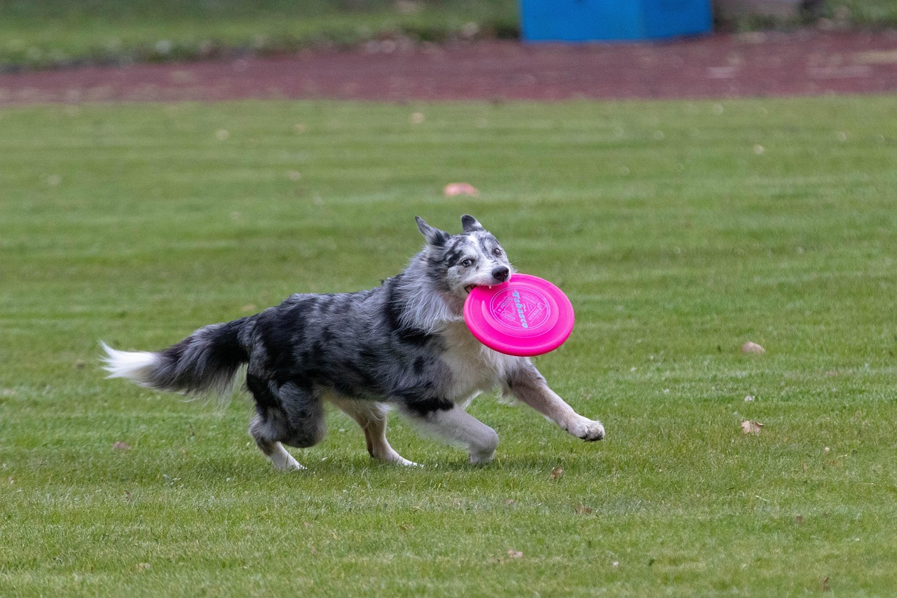 entdecken sie die spannende welt der hundesportarten! von agility bis obedience bieten hundesportarten ein fantastisches training für hunde und ihre besitzer. verbessern sie die fitness, stärken sie die bindung zu ihrem hund und erleben sie den spaß am wettkampf!