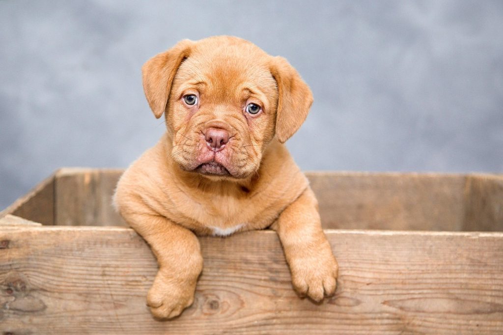 entdecken sie die welt der hundesportarten! erfahren sie alles über verschiedene aktivitäten, die den spaß und die fitness ihres hundes fördern. von agility über obedience bis zu flyball – hier finden sie tipps, trainingstechniken und wettkampfveranstaltungen für sportbegeisterte hunde und ihre besitzer.
