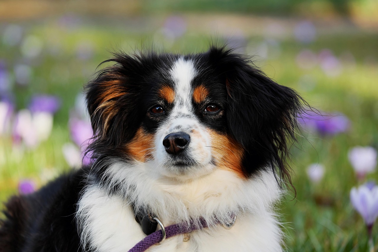 entdecken sie die aufregende welt des hundesports! erfahren sie mehr über verschiedene disziplinen, trainingstipps und die besten rassen für sportliche aktivitäten. fördern sie die fitness und das wohlbefinden ihres hundes durch spannende sportliche herausforderungen.