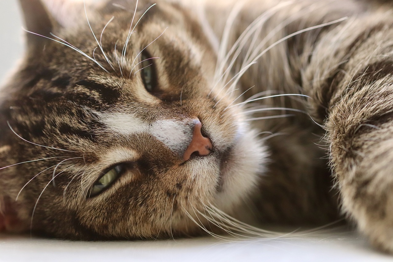 entdecken sie alles über katzen – von faszinierenden fakten, pflegehinweisen bis hin zu tipps zur artgerechten haltung. erfahren sie, wie sie das beste für ihre samtpfoten tun können.