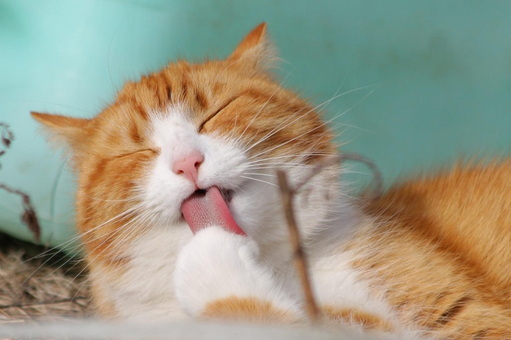 entdecken sie die faszinierende welt der katzen! erfahren sie alles über verschiedene rassen, pflege, verhalten und tipps für katzenliebhaber. tauchen sie ein in die charmante gesellschaft dieser pelzigen begleiter.