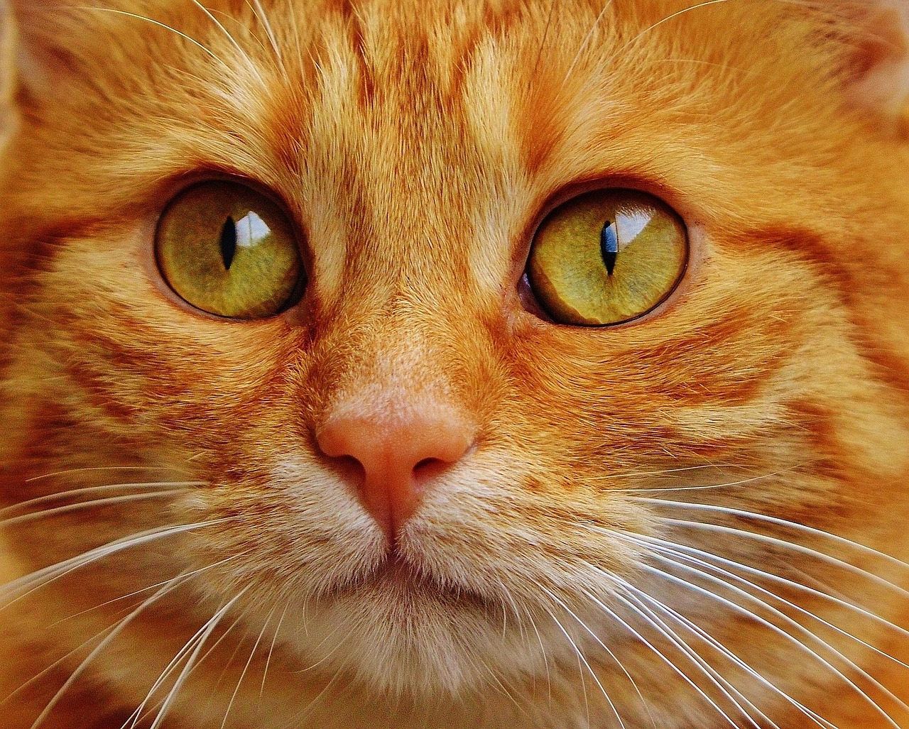 entdecken sie die faszinierende welt der katzen! erfahren sie alles über katzenrassen, pflege, verhalten und mehr. verbessern sie ihr wissen über ihre feline begleiter und finden sie nützliche tipps für ein glückliches zusammenleben.