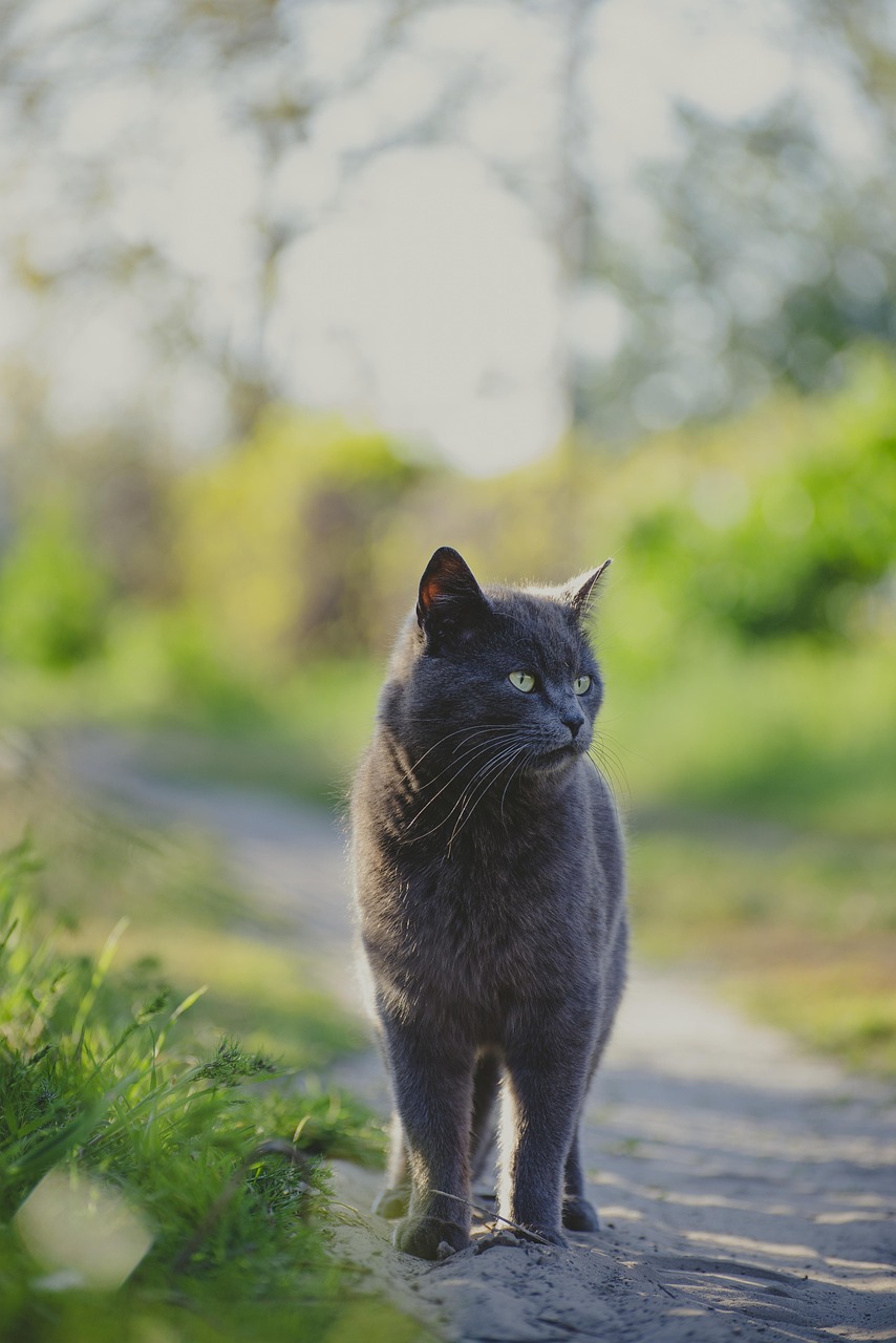 entdecken sie die faszinierende welt der katzen! in unserem umfassenden leitfaden finden sie alles über katzenrassen, pflege, verhalten und gesundheit. erfahren sie, wie sie ihr leben mit diesen bezaubernden tieren bereichern können.