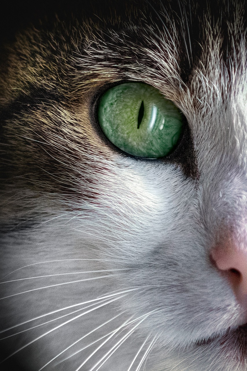 entdecken sie hochwertiges tierfutter für hunde und katzen. gesunde zutaten, ausgewogene rezepte und beste qualität für das wohlbefinden ihrer haustiere.